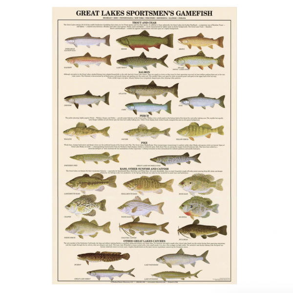 Poster Peces de los Grandes Lagos de Norteamérica - Imagen 2
